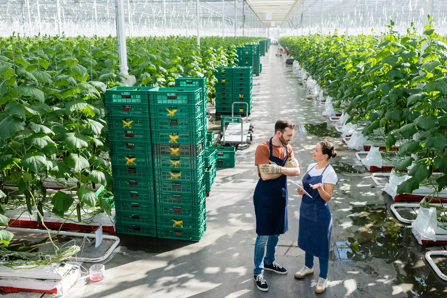 Multiethnic farmers in aprons talking in greenhouse near plastic boxes