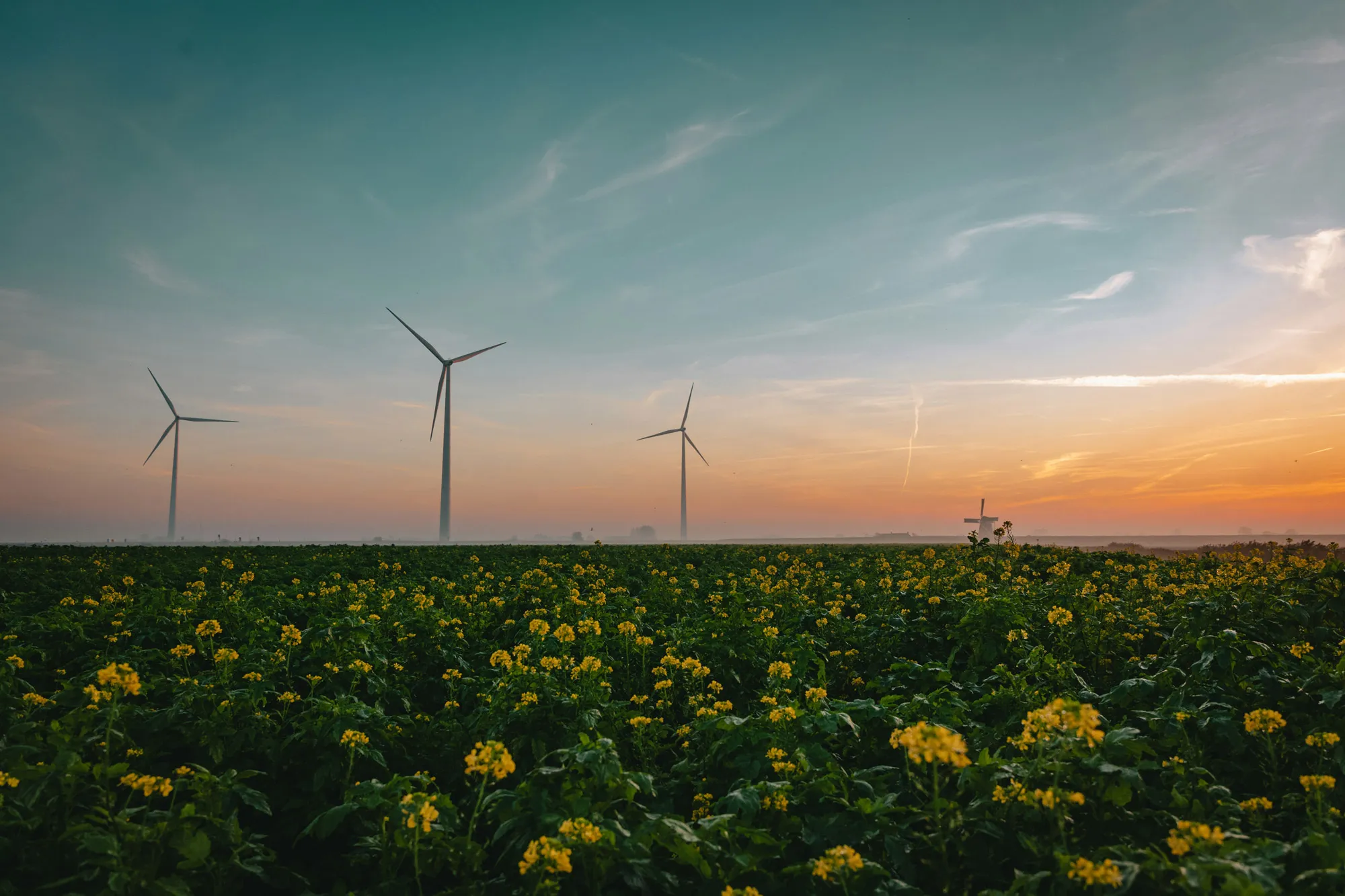 photograph of a windfarm and a field at sunset