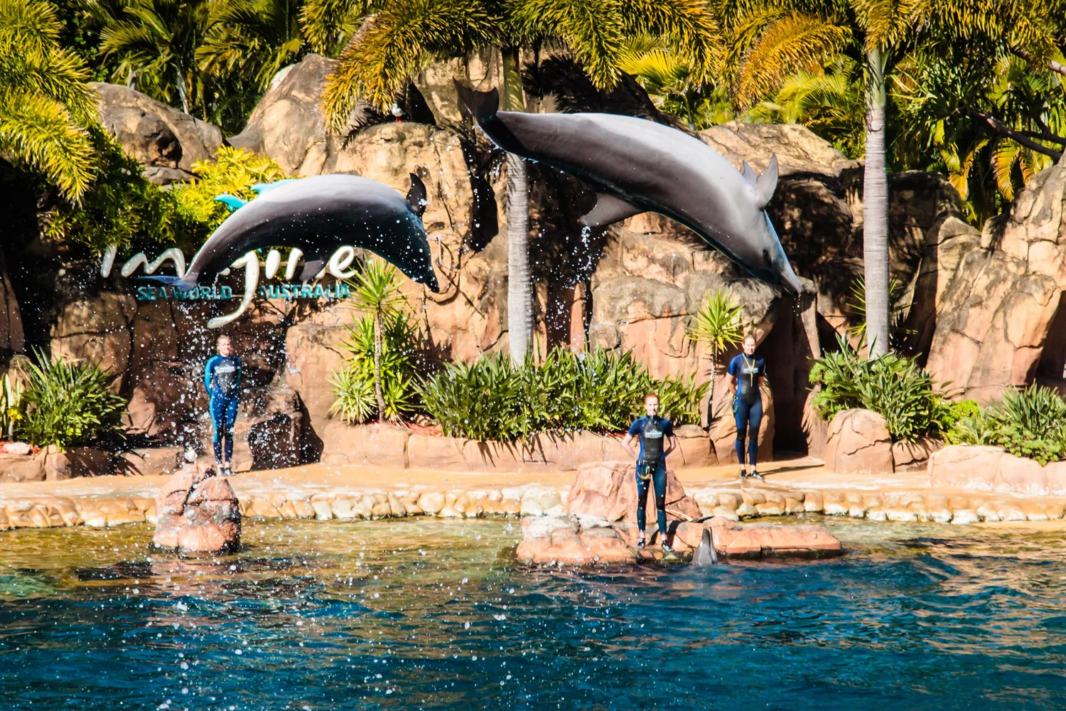 two dolphins jumping out of the water in an amusement park