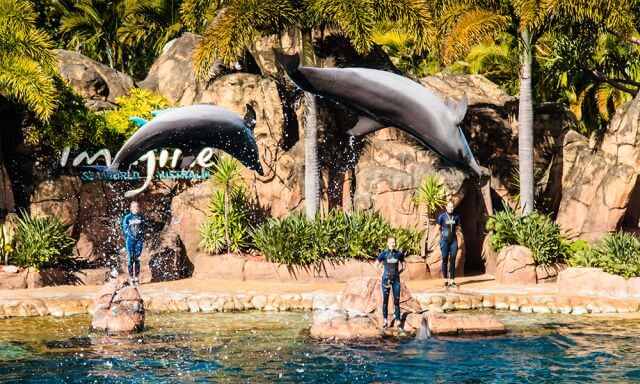 two dolphins jumping out of the water in a amusement park